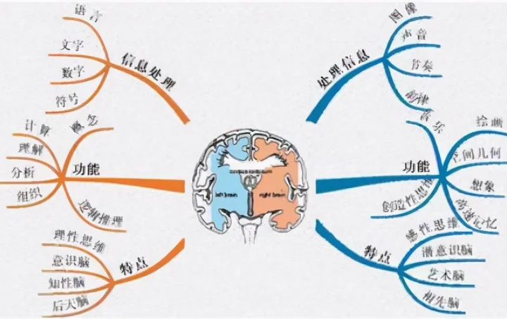 乐鱼体育-麻省理工最新研究：父母多和娃聊天，能让大脑发育更好，更聪明